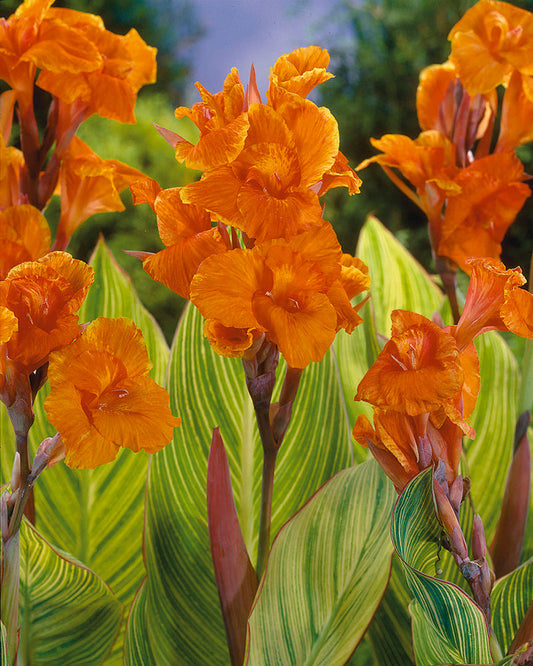 Canna 'Pretoria'