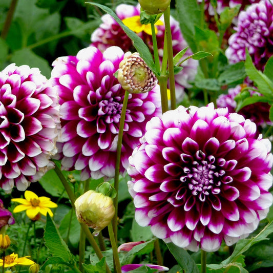 Dahlia Bulbs (Dinnerplate) - Mystery Day