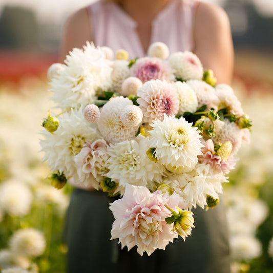 Dahlia Bulbs - Romantic Mix