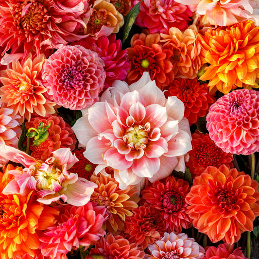 Dahlia Bulbs (Ball & Dinnerplate) - Victoria Garden Mix