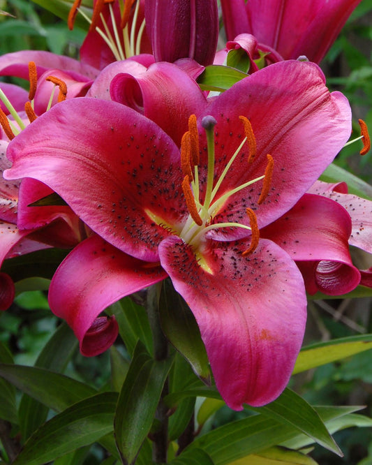 Lily 'Montezuma'